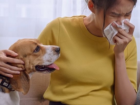 ¿Qué es la Alergia a los Perros? 
