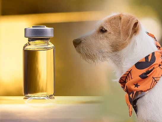 Cómo Funciona la Inmunoterapia para la Alergia a los Perros