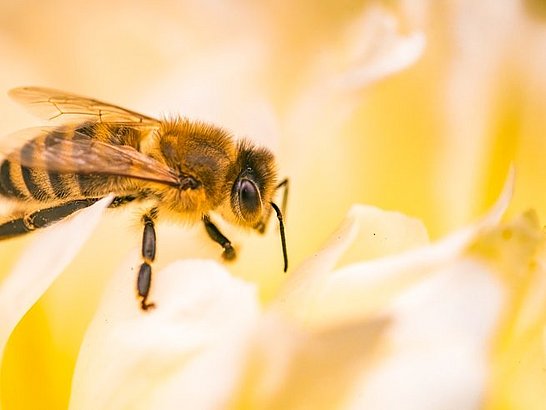 Causas de la alergia al veneno de los insectos