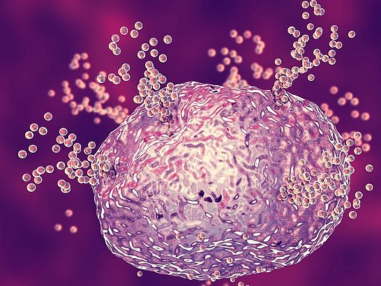Mastocitos liberan histamina durante la respuesta alergica