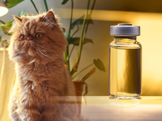 ¿Cómo Funciona la Inmunoterapia para la Alergia a los Gatos? 